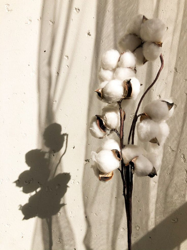 Organic Cotton: Elevating Sustainable Fashion